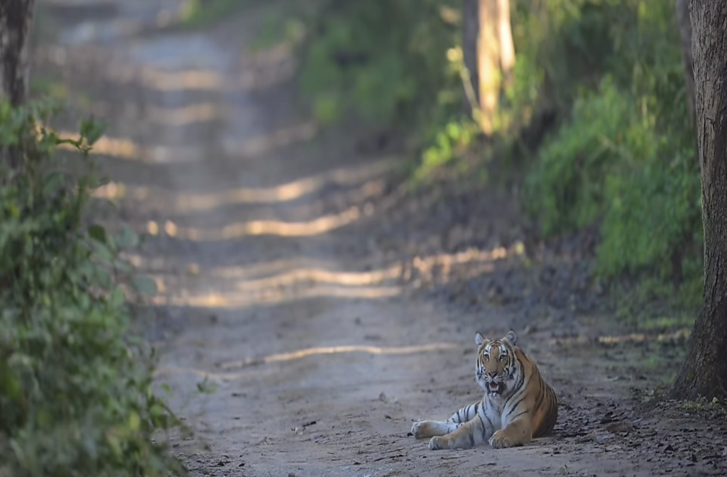Sparrow Nest Homestay
